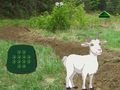 שפּיל דניק םעד ןעניֿפעג גיצ  אָנליין
