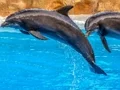 שפּיל Sea Dolphin Jigsaw אָנליין