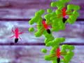 שפּיל Smash Ants אָנליין