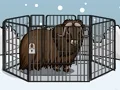 שפּיל Rescue The Musk Ox אָנליין