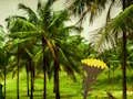 שפּיל Escape From Coconut Land אָנליין