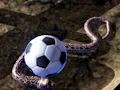 שפּיל Python Snake Simulator אָנליין