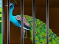 שפּיל Liberate the Caged Beauty אָנליין
