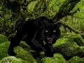 שפּיל Escape from Black Panther Forest אָנליין