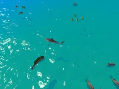 שפּיל Hungry Shark Hunt אָנליין