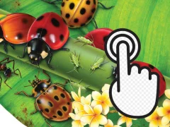 שפּיל Ladybug Clicker אָנליין