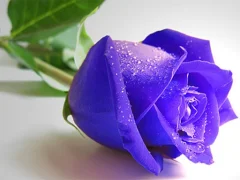 שפּיל Blue Roses אָנליין