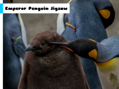 שפּיל Emperor Penguin Jigsaw אָנליין
