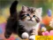 שפּיל Puzzle Sliding Kittens אָנליין