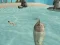 שפּיל Shark Simulator Beach Killer אָנליין