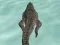 שפּיל Crocodile Simulator Beach Hunt אָנליין