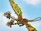 שפּיל Dragons: Drachenrennen אָנליין