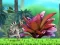 שפּיל King Julien: Schnapp' die Krone אָנליין
