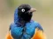 שפּיל Animal Puzzle: Wildlife & Logic אָנליין