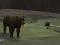 שפּיל Bear Den אָנליין