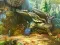 שפּיל Notes from Fantasy Forest אָנליין