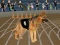 שפּיל Crazy Dog Racing Fever אָנליין