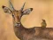 שפּיל Wild Deer Jigsaw אָנליין