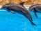 שפּיל Sea Dolphin Jigsaw אָנליין