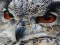 שפּיל Wild owl Jigsaw אָנליין
