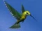 שפּיל Hummingbird House Escape אָנליין