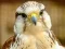 שפּיל Gyrfalcon Jigsaw אָנליין