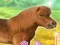שפּיל My Dear Pony אָנליין