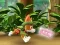 שפּיל Paw Patrol: Tracker's Jungle Rescue אָנליין