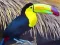שפּיל Toucan Bird Jigsaw אָנליין