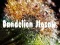 שפּיל Dandelion Jigsaw אָנליין