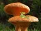 שפּיל Mushroom Plant Land Escape אָנליין