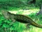 שפּיל Lizard Forest Escape אָנליין