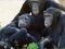 שפּיל Funny Chimpanzee Jungle Escape אָנליין