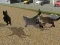 שפּיל Run Cat Cat Race אָנליין