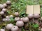 שפּיל Lycoperdon Mushroom Land Escape אָנליין
