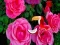 שפּיל Precious Rose Escape אָנליין
