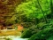 שפּיל Peaceful Rainbow Forest Escape אָנליין
