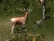 שפּיל Sniper Hunting Deadly Animal אָנליין