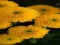 שפּיל Chrysanthemums Jigsaw אָנליין