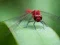 שפּיל Dragon Fly Jigsaw אָנליין
