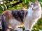 שפּיל Rotate Puzzle - Cats and Dogs אָנליין