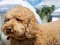שפּיל Labradoodle Jigsaw אָנליין