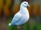 שפּיל Realistic Pigeon Rescue אָנליין