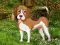 שפּיל Flower Garden Dog Escape אָנליין