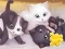 שפּיל Jigsaw Puzzle: Playing Cats אָנליין