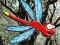 שפּיל Escape From Dragonfly Forest אָנליין