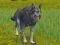 שפּיל The Wolf: Wild Animal Simulator אָנליין
