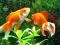 שפּיל Blue Fish Escape אָנליין