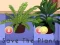 שפּיל Save the Plants אָנליין