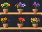 שפּיל Good Flower Master אָנליין